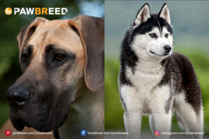husky-dane-mix