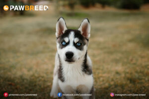 teacup-husky