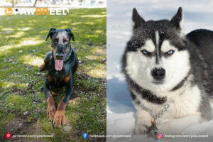 Doberman-mix-with-Husky