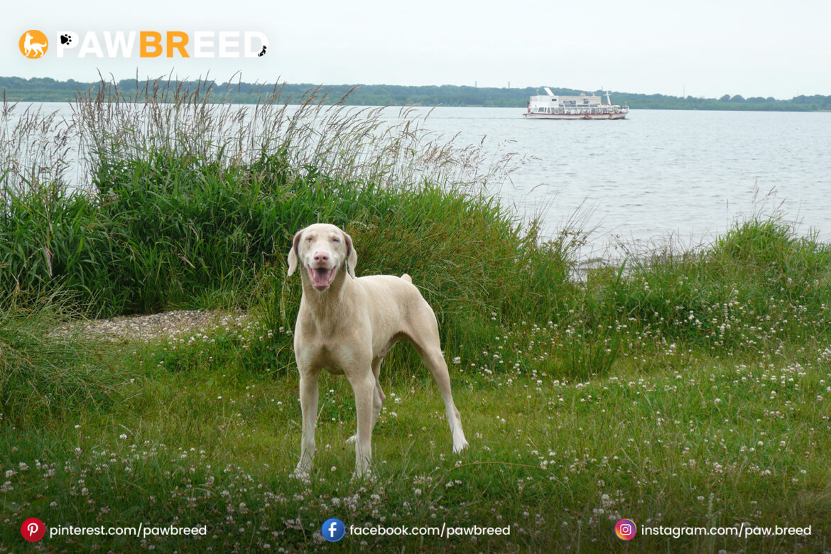 white doberman white-doberman