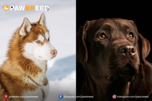 Husky-Cane-Corso-mix 