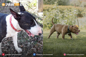 Bull-Terrier-Pitbull-Cross