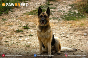 Black-Sable-German-Shepherd 