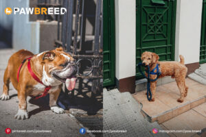 Bulldog-mixed-with-Poodle