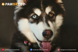 Black-Agouti-Husky