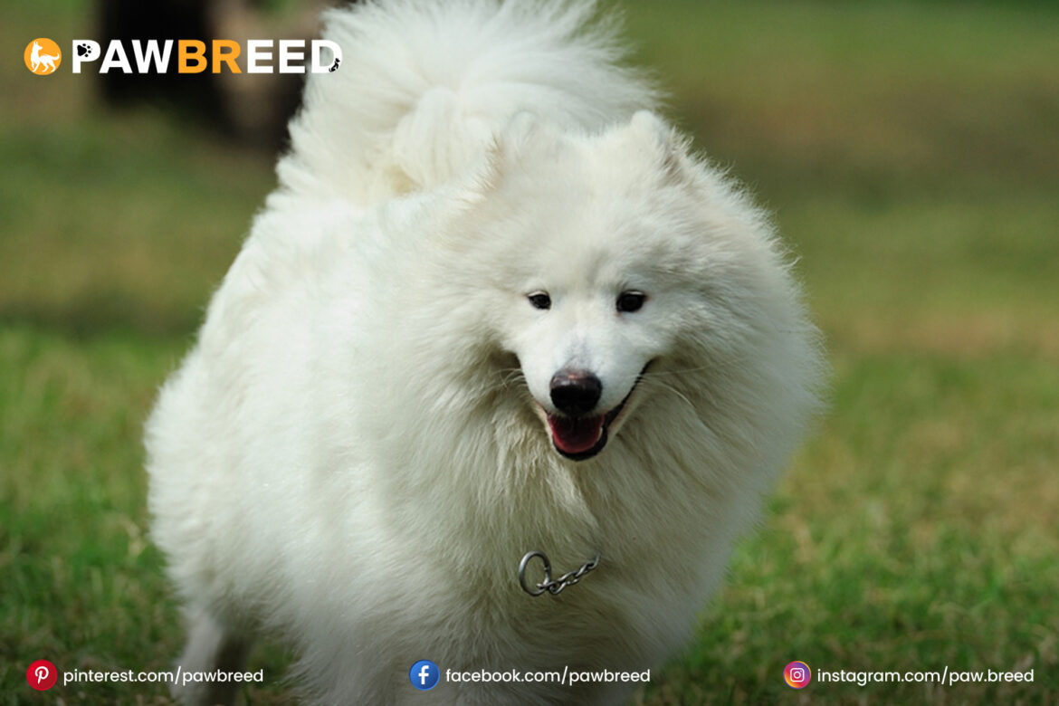 Husky-Poodle