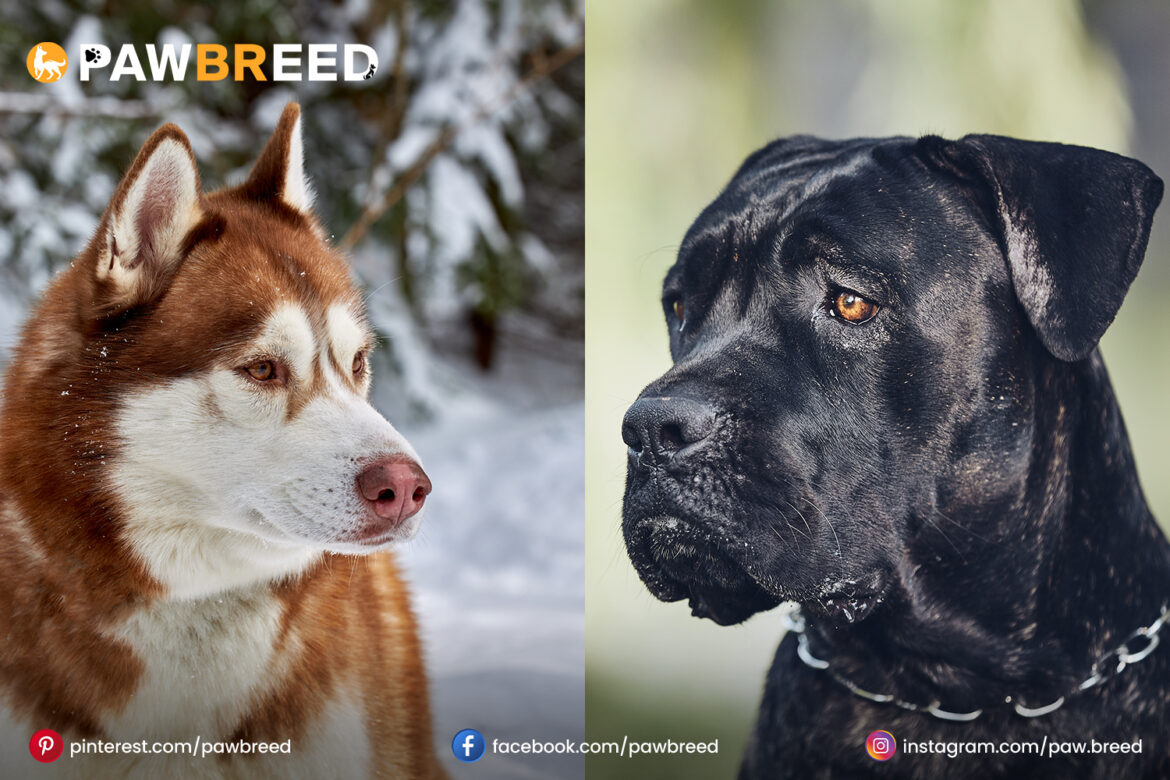 Husky Cane Corso mix