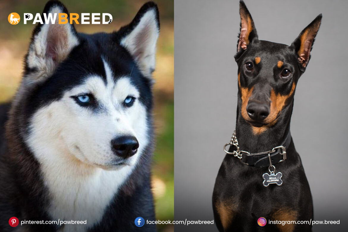 Doberman mix with Husky Doberman-mix-with-Husky