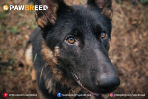 Husky-Doberman-mix
