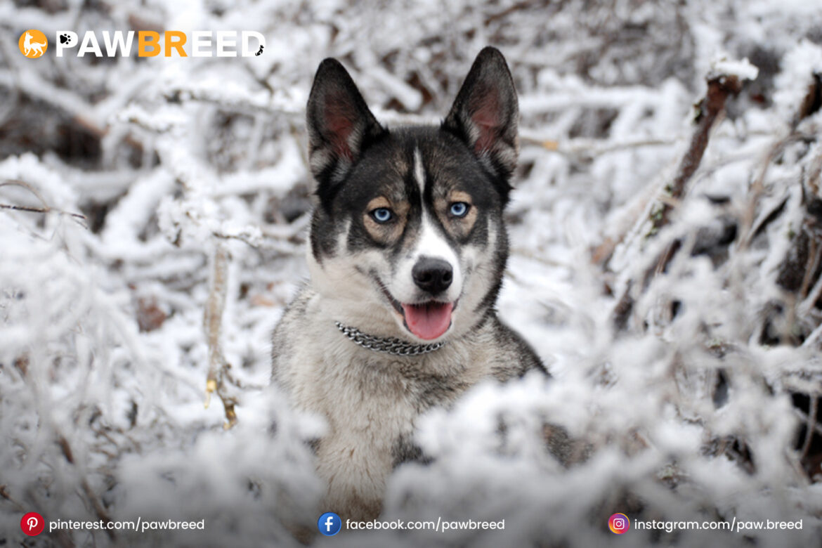 Husky Mixes Husky-Mixes