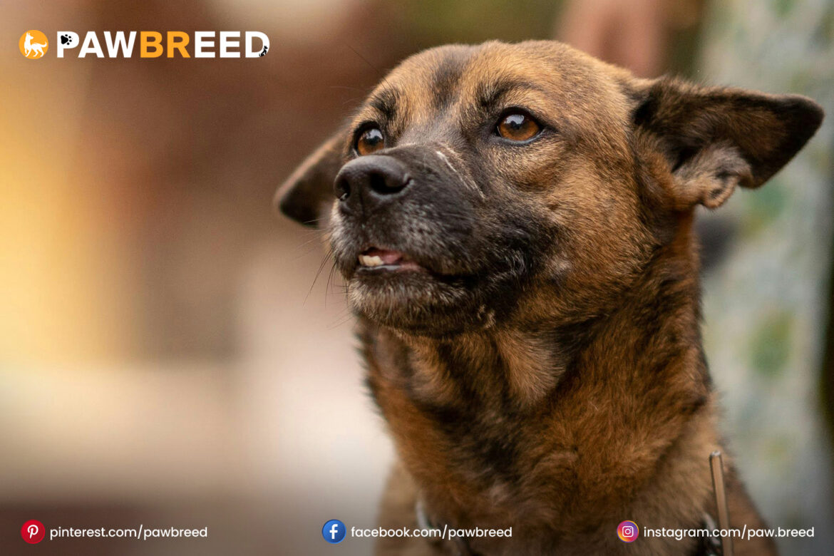 dog-breed-potcake