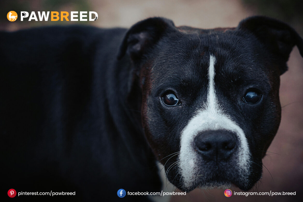 Husky mixed with Boxer Husky-mixed-with-Boxer