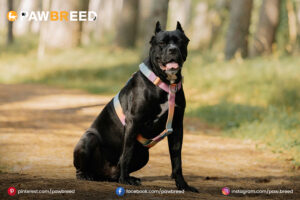 Cane-Corso-mixed-with-Husky