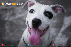 English-Bull-Terrier-Mix-Pitbull