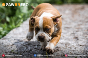 English-Bull-Terrier-Mix