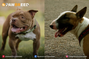 Bull-Terrier-Pitbull-Cross