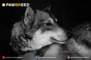 Black-Agouti-Husky