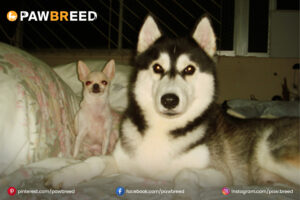 Siberian-Husky-Chihuahua-mix