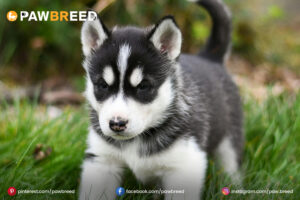 teacup-husky