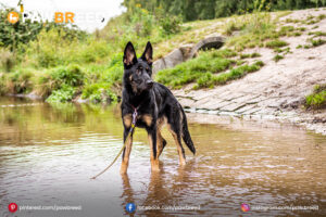 Husky-Doberman-mix
