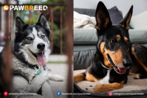 husky-cross-doberman