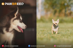 Husky-and-Chihuahua-mix