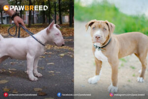 Bull-Terrier-Pitbull-Cross