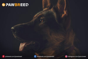 Black-Sable-German-Shepherd 