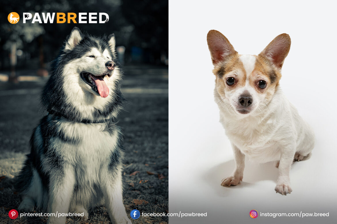 husky chihuahua mixed Husky-Chihuahua-mixed-dog