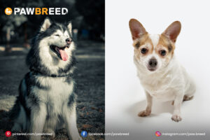 Husky-Chihuahua-mixed-dog