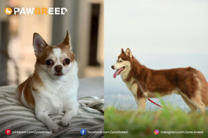 Chihuahua Husky Mix Dog