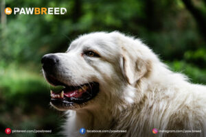 Pyr Mix Dog