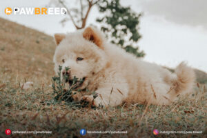 Chow Chow Mix Dog