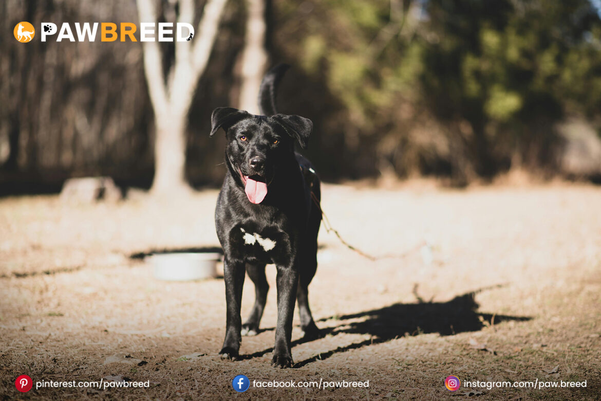 Black Lab Cattle Dog Mix