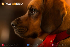 Beagle Mix Dogs
