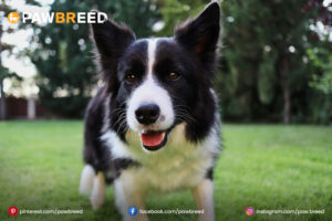 Australian Cattle Dog and Border Collie Mix