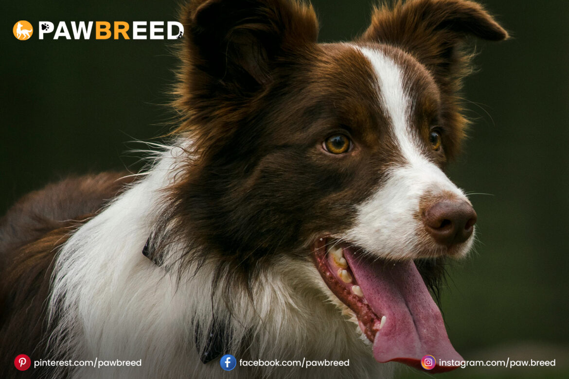 Border-Collie-Mix-Dog