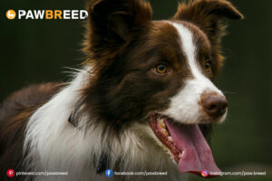 Border-Collie-Mix-Dog