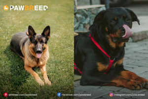 Rottweiler and German Shepherd mix dog