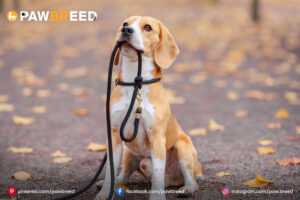Beagle Mix Dog 