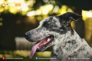Cattle Dog Mix