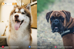 Boxer and Husky Mix Dogs