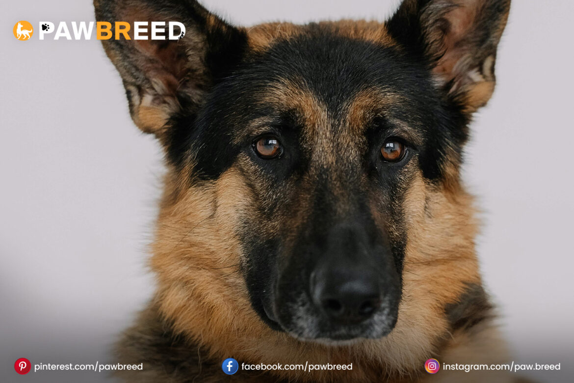 German Shepherd Dog