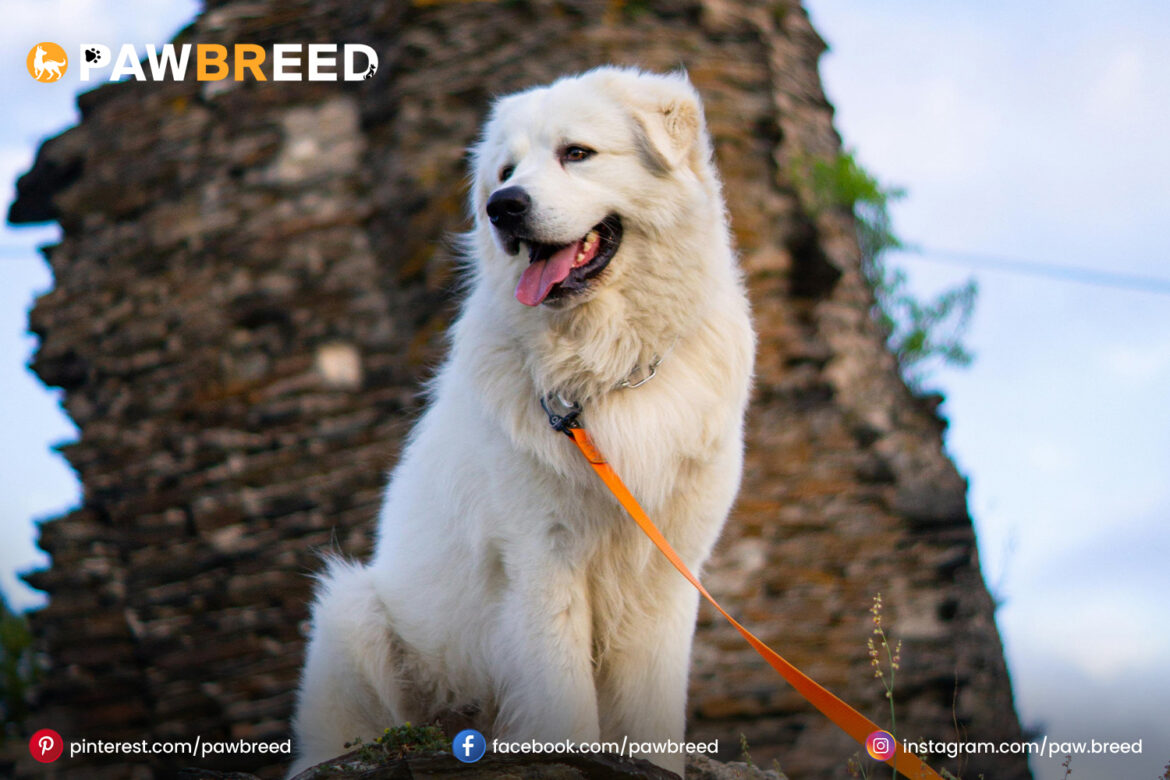 Pyr Mix Dog