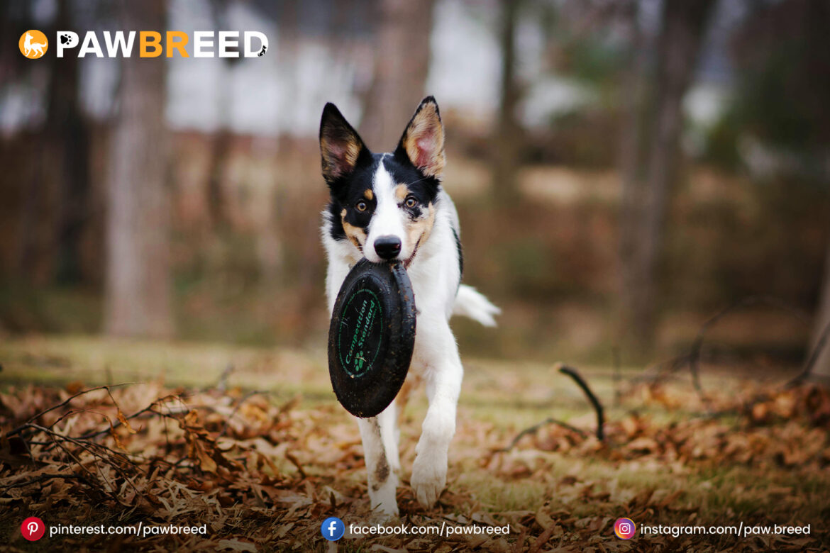 border collie cattle dog mix border collie cattle dog mix