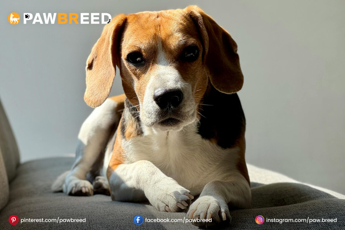 Beagle Mix Dogs