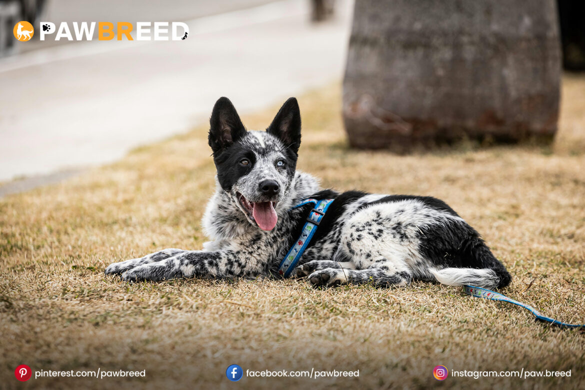Cattle Dog Mix Cattle Dog Mix