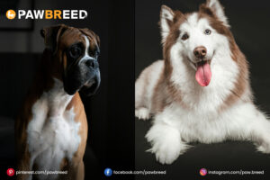 Boxer and Husky Mix Dogs