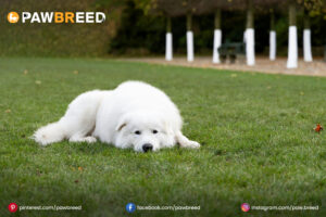 Pyr Mix Dog