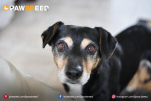 Beagle Weiner Dog Mix 